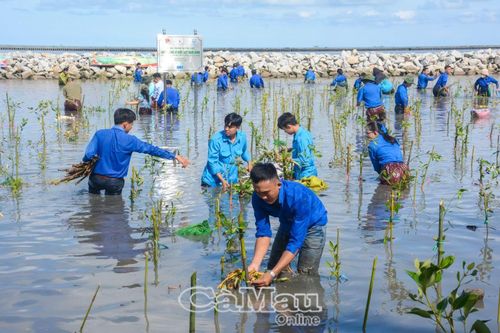 Tiến hành trồng 120 ngàn cây xanh tại Cà Mau vì Việt Nam xanh