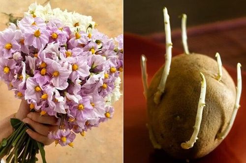 Khoai tây mọc mầm hãy cho vào khay nước, vài tuần sau hoa nở đẹp mỹ miều