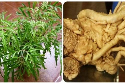 Có phải trồng cây đinh lăng càng lâu càng tốt?