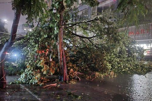 Hà Nội: Mưa to gió lớn giữa đêm, hàng loạt cây cối gãy đổ