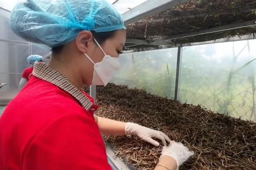 Triển khai nhiều giải pháp thực hiện chiến lược quốc gia phát triển ngành dược trong giai đoạn mới tại Tiền Giang