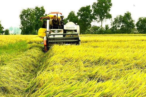 Niềm vui kép từ vụ lúa hè thu