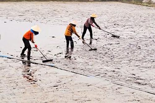 Cân nhắc kỹ khi bỏ trồng vải, nuôi rươi