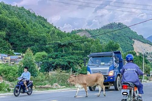 Đà Nẵng: Trâu bò nghênh ngang, người đi đường sốt vó