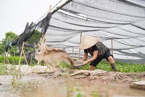Làng hoa Tây Tựu lao đao mùa mưa, người dân ngày đêm xả nước cứu hoa