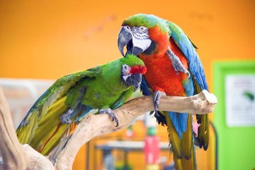 Bị đuổi khỏi nhà vì nuôi vẹt, 8 năm sau chủ nhân nhận gần 19 tỷ đồng bồi thường