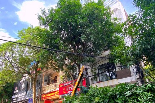 Người dân TP. Vinh mong muốn cây xanh nhanh chóng được cắt tỉa trước mùa mưa bão