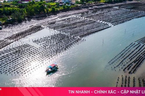 Sớm xử lý dứt điểm bãi nuôi hàu trái phép trên sông Rác