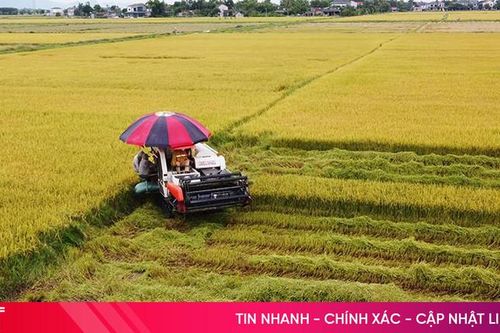 Lộ diện 'quán quân' năng suất lúa hè thu 2024 của Hà Tĩnh