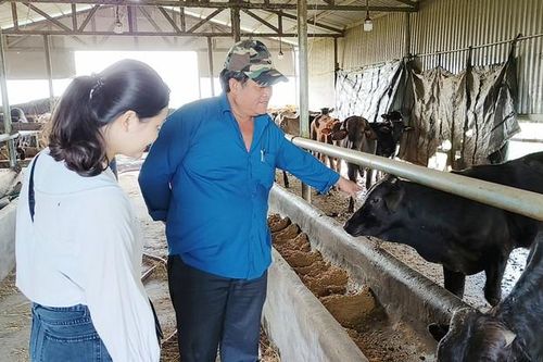 Nuôi 'cỗ máy siêu thịt' khổng lồ trong vườn, ông nông dân kiếm gần 3 tỷ đồng/năm