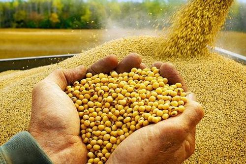 Brazil là thị trường cung cấp đậu tương nhiều nhất cho Việt Nam