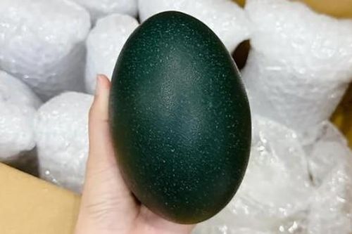 Loại trứng xanh 'siêu lạ', giá tới gần 1 triệu đồng/quả, dân phố vẫn săn lùng