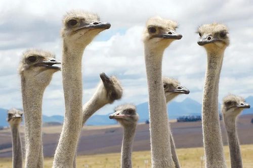 6 loài chim hung hãn và nguy hiểm nhất thế giới