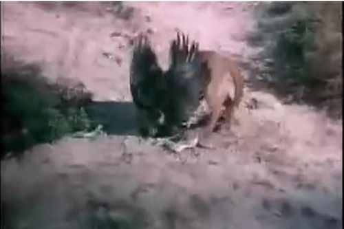 Clip: Đại bàng nhận kết thảm khi săn mồi trong lãnh địa của sư tử núi