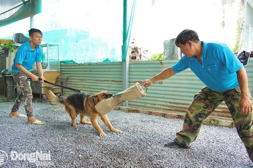 Nghề huấn luyện chó cưng
