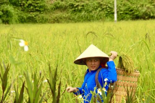 Làng người Tày Na Lo rộn ràng vào vụ cốm mới