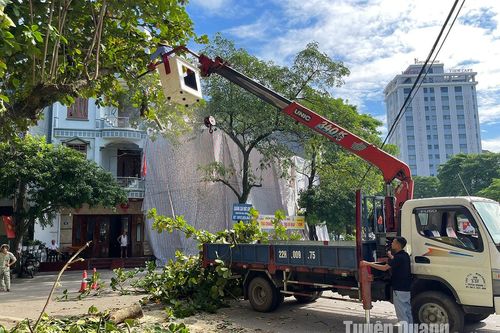 Chặt tỉa cây xanh đô thị chết khô