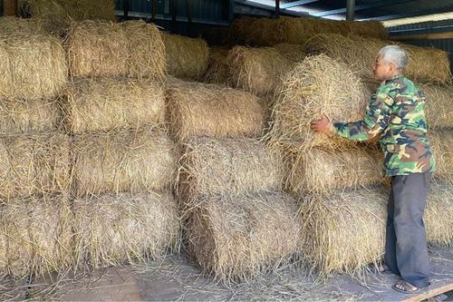 Lợi ích kép từ chế biến rơm vỗ béo bò