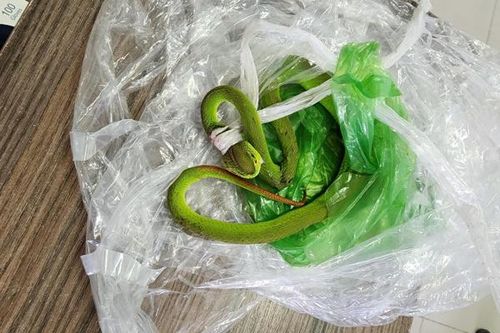 Nhiều trường hợp bị rắn lục đuôi đỏ cắn khi đang làm vườn