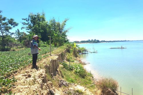 Quảng Nam: Sạt lở bờ sông Thu Bồn, nông dân đứng ngồi không yên