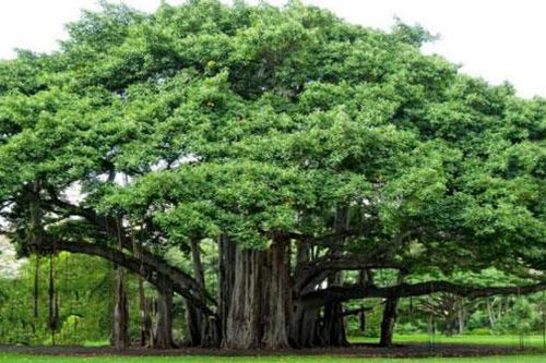 Những cây khiến gia chủ hao tài lộc kiêng kị trồng trước nhà
