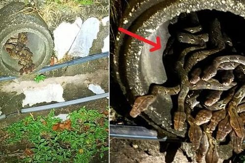 Nhận được cuộc gọi của người dân, nhân viên sở cứu hỏa đến nơi thì chứng kiến cảnh tượng đáng sợ