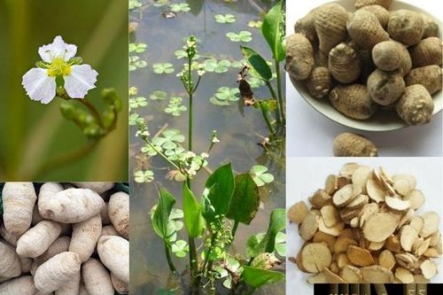 6 bài thuốc đông y hỗ trợ giảm béo