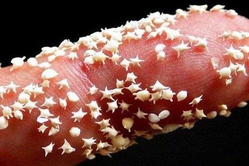 Cát hình ngôi sao cực hiếm chỉ có ở một nơi