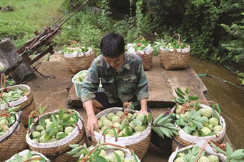 Mùa na xanh thẫm Chi Lăng