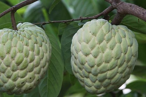 Ngẫm ngợi cuối tuần: Quả na mở mắt