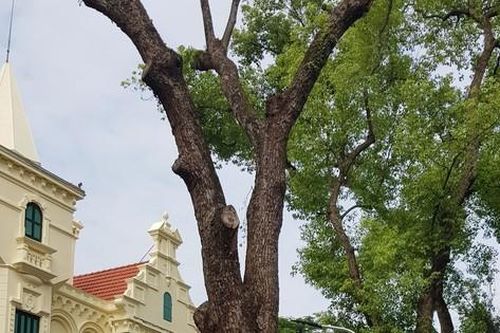 Đã khuyết một cụ Long não