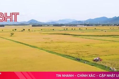 Rực vàng những cánh đồng lúa chín 'thẳng cánh cò bay' ở Hà Tĩnh