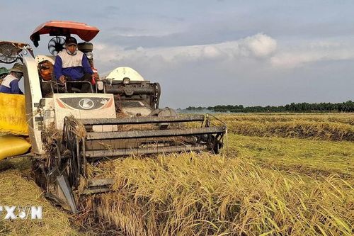 Đồng Tháp: Xây dựng vùng nguyên liệu lúa OM 18 phục vụ xuất khẩu