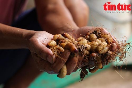 Nuôi đuông dừa ngay giữa Thủ đô