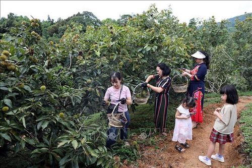 Khai mạc mùa hạt dẻ Quảng Lạc năm 2024