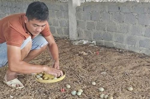 Anh nông dân nuôi con 'hiền lành mắn đẻ', nhẹ nhàng kiếm 600 triệu/năm