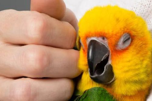 Người phụ nữ 'bỗng dưng' bỏ túi gần 19 tỷ đồng nhờ tiếng vẹt kêu