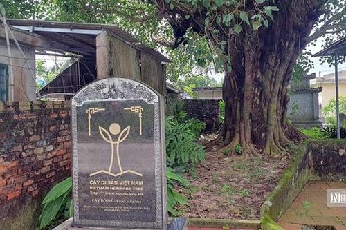 Cây bồ đề di sản ở Hải Phòng qua 15 thế kỷ vẫn xanh tốt