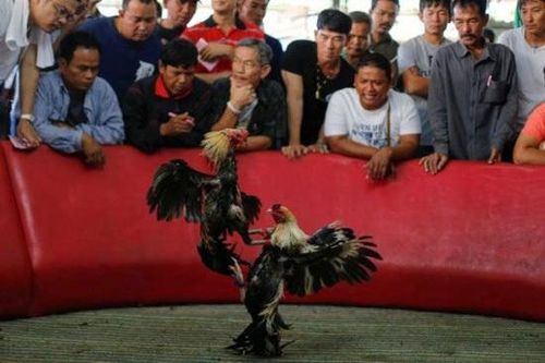 Con gà chọi được trả 1,8 tỷ đồng, chủ gà liền gật đầu đồng ý bán