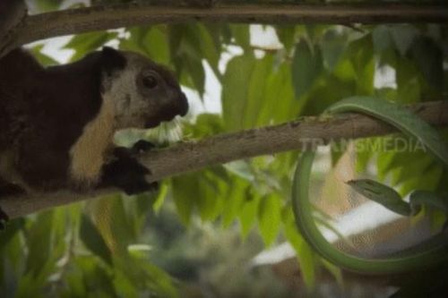 Clip: Cuộc đối đầu kịch tính giữa hai loài sinh vật nhỏ bé nhưng vô cùng quyết liệt