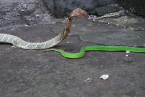 Clip: Cuộc chiến sinh tử giữa rắn lục với hổ mang chúa, rắn hổ mang chúa đau đớn khi bị con mồi phản đòn quyết liệt