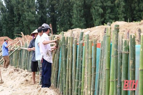 Hoằng Hóa: Gia cố tạm thời để hạn chế sự phát triển của sạt lở, xâm thực tại bờ biển