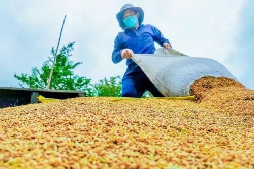 Thị trường nông sản tuần qua: Giá gạo xuất khẩu tại châu Á đồng loạt tăng