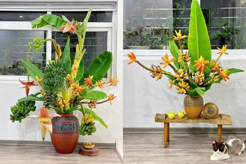 Rộ mốt chơi độc lạ: Cắm hoa chuối cả buồng, chờ chín rồi ăn