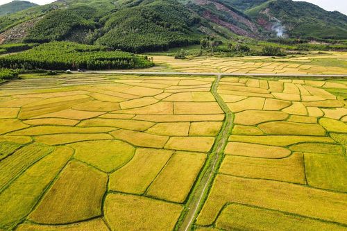 Mùa vàng trên những cánh đồng lúa đẹp như tranh vẽ ở Hà Tĩnh