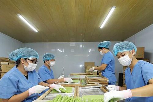 Xu hướng tiêu dùng sản phẩm xanh: Nắm bắt cơ hội để phát triển bền vững