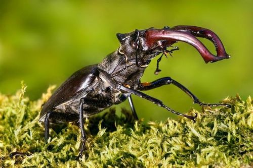 Loài bọ quý hiếm được giới thượng lưu săn lùng làm thú cưng