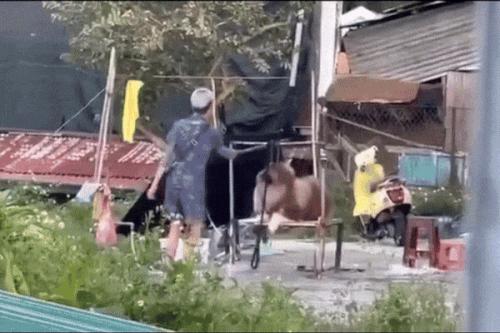 Người bạo hành, ép chó chụp ảnh ở Đà Lạt chỉ mới 13 tuổi