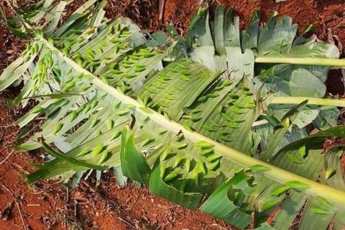Nhộng sâu muồng - đặc sản Tây Nguyên khiến thực khách 'rùng mình'