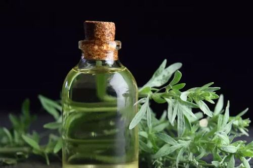 Ngải cứu nhiều nhan nhản nhưng ít ai biết đến tác dụng thần kỳ